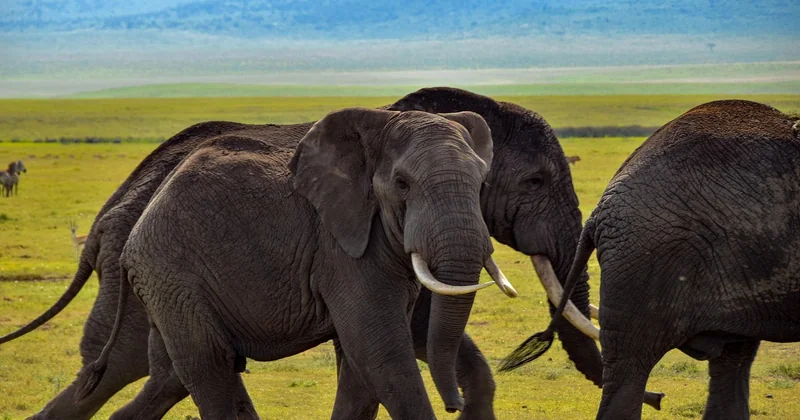 Quel est le meilleur pays pour un safari en Afrique ?