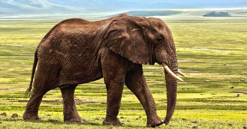 Safari en Afrique : planification et hébergement pour une aventure inoubliable